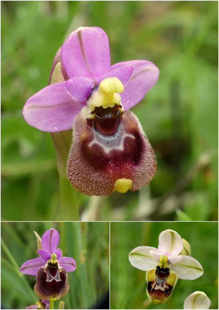 La Valle delle orchidee, Sassano e Monte San Giacomo 9 e 10 maggio 2015